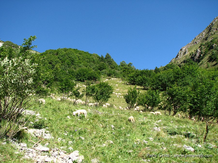 Valcorte 035.jpg - Qui l'orso JJ5 ha ucciso due pecore stanotte...una l'ho vista io...squarciata